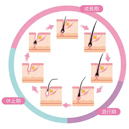 ヘアサイクル